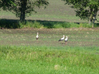 Pielgrzymka do Bujakowa 2022