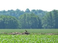 Pielgrzymka do Bujakowa 2022